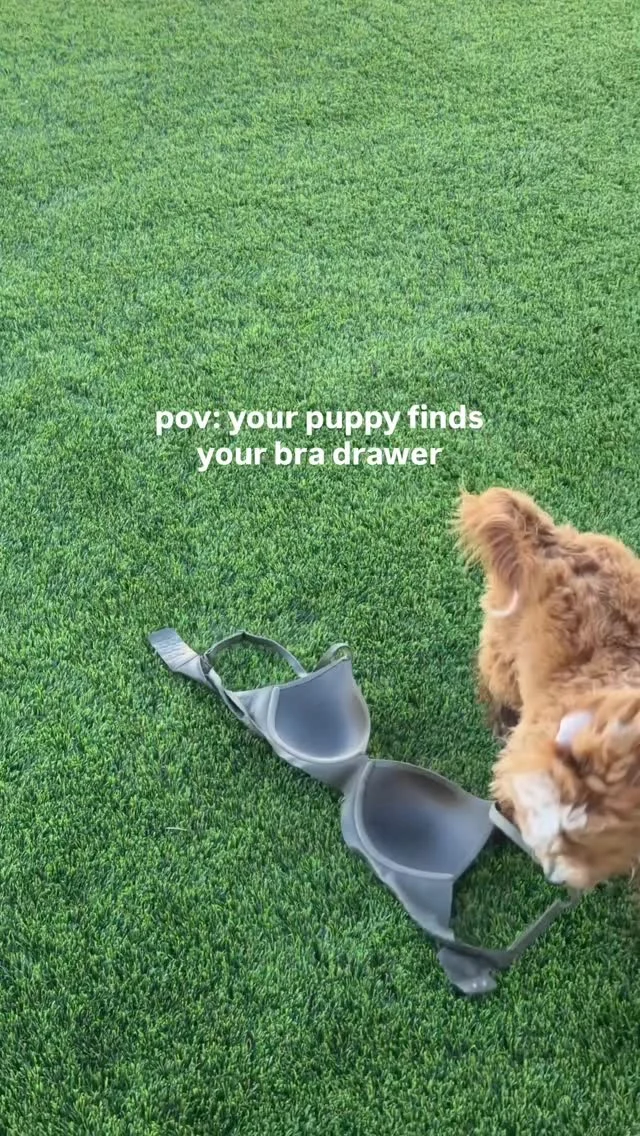 RIP to my favorite bra! 🤪 #dogsofinstagram #goldendoodle #minigoldendoodlesofinstagram
